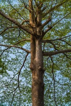 Looking up at a beautiful tree Stock-Fotos