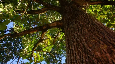 Looking up at à beautifull tree 4K Stock Footage 139938440