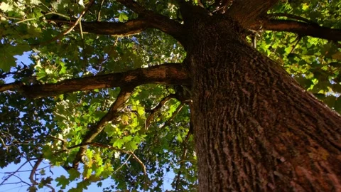 Looking up at à beautifull tree 4K Stock Footage 139938446