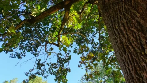 Looking up at à beautifull tree 4K Stock Footage 139938448