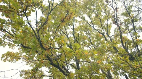 Looking up at the beauty of nature through a tree canopy Stock Footage 300952908