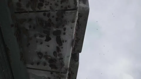 Looking up at bee hives on building Vídeos de archivo 297713947