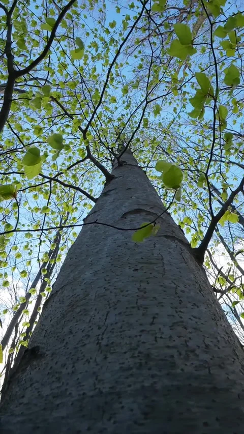 Looking Up At Beech Tree Trunk With Green Leaves And Blue Sky Vídeos de archivo 336540340