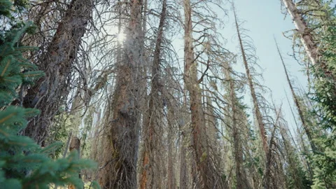 Looking up at beetle killed spruce forest with sun in Colorado Stock-Footage 348021404