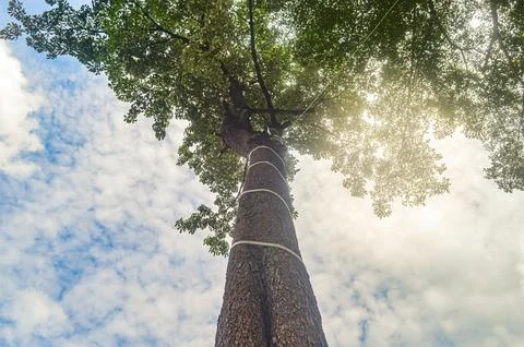 Looking up from below seeing trees with sunlight Stock Photos