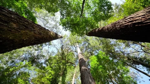 Looking Up Between Tall Tree Trunks in a Forest Canopy Stock Footage 342814869