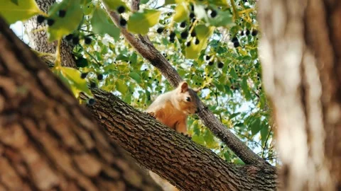 Looking between tree branches at a squirrel looking down Stock Footage 297123835