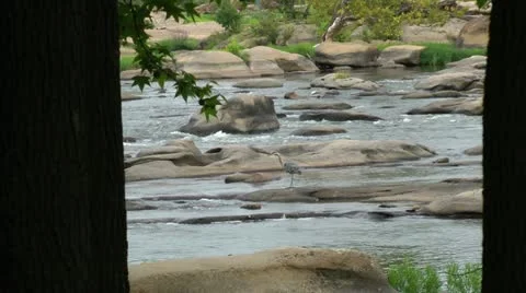 Looking between two trees at a heron in the middle of a rocky river Stock Footage 11060082
