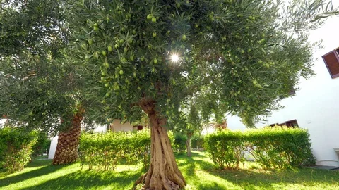 Looking at big green olive tree in the garden Stock Footage 89203595