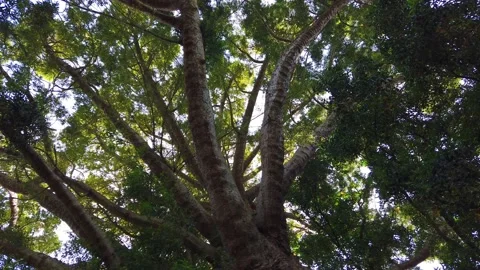Looking up to a big tree with big branches Stock Footage 132528725