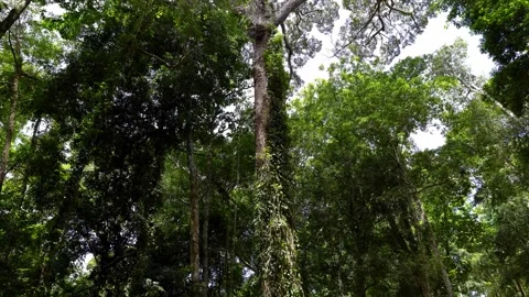 Looking Up at a Big Tree – Forest Perspective View Stock-Footage 337817212