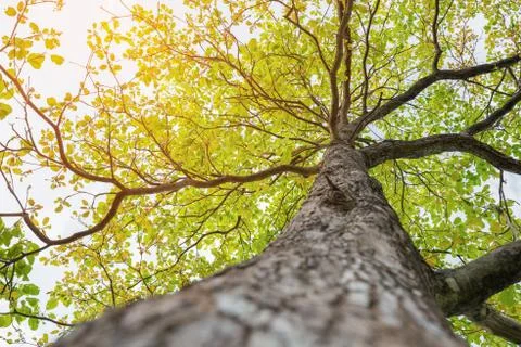 Up looking on big tree with green leaf and soft sunlight Stock Photos