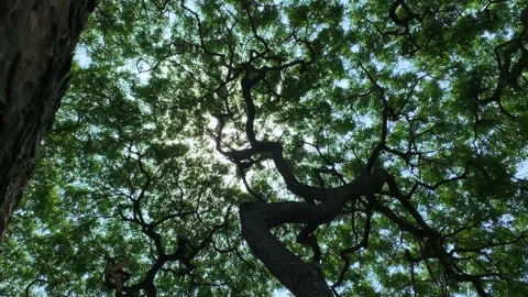 Looking up at the big tree sprawling branches help block the sunlight Stock Footage 198809887