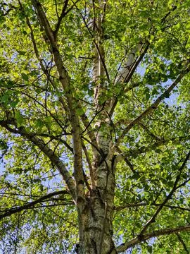 Looking up into the birch crown, close up Stock Photos