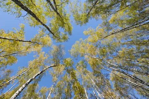 Looking up in birch forest Stock Photos