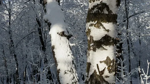 Looking up birch tree covered in fresh white snow after a snowstorm, circle pan Stock Footage 144874470