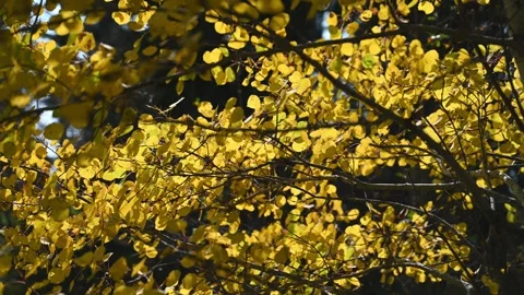 Looking up into a birch tree that has bright yellow autumn-colored leaves.  Stock Footage 254025514
