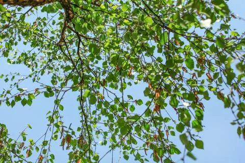Looking up the birch tree, small green leaves against blue sky background. Ab Stock Photos