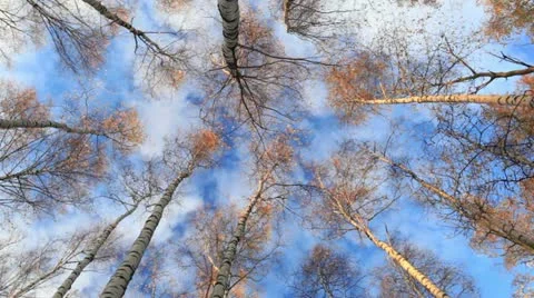 Looking up in a birch trees. Real time. Low angle shot. Stock-Footage 18177283