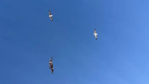 Looking up at birds soaring through the air Stockbeeldmateriaal 318626682