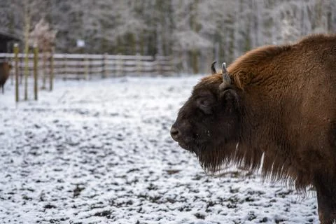 A looking bison on a cold winter day Stock Photos