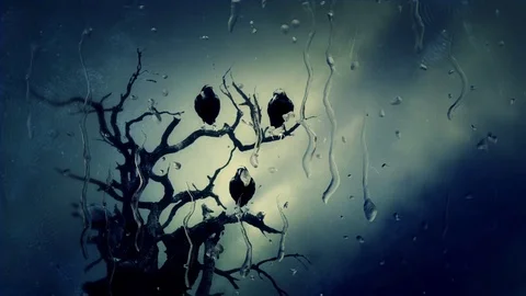 Looking at Black Ravens on a Tree Through a Window in Winter Stock Footage 74642390