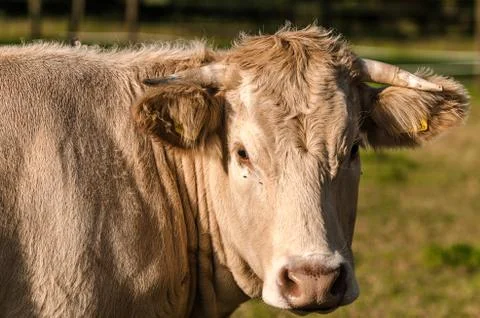Looking blonde cow Stock Photos
