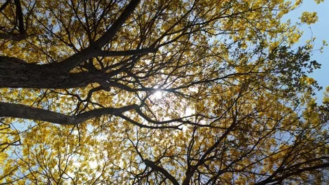 Looking up at a blooming Araguaney tree with yellow flowers and a sun flare Stock Footage 314432463
