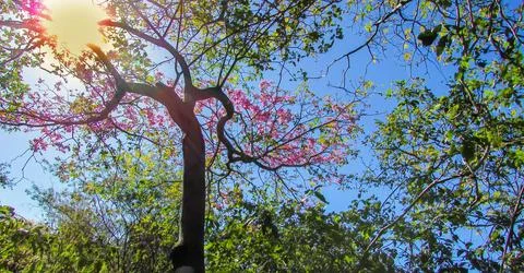 Looking up at blooming pink Ipe trees, illuminated by a brilliant sun in a .. Stock Photos