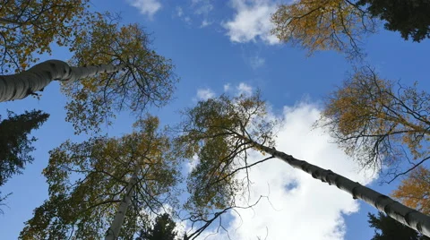 Looking up into blowing autumn aspens as light clouds pass overhead. Stock Footage 68628928