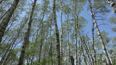 Looking up into a blue sky above an aspen forest with the leaves and trees move Stock Footage 156044934