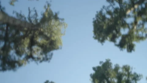 Looking up at blue sky and trees through heavy effects filter while driving Stock Footage 219701163