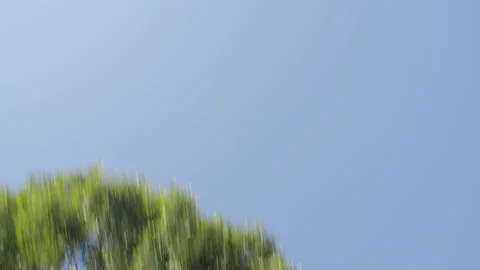 Looking up at blue sky and trees passing on left while driving Stock Footage 219701548