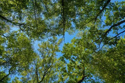 Looking up at the blue sky in the forest Stock-Fotos