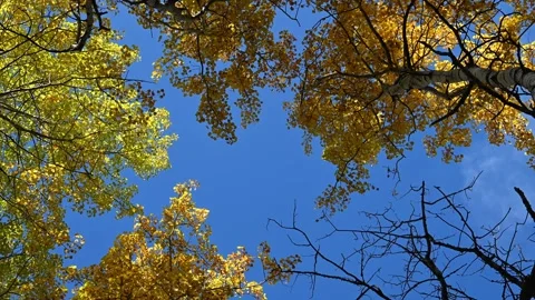 Looking up at blue sky framed by autumn colored leaves that are moving in a Stock Footage 340240169