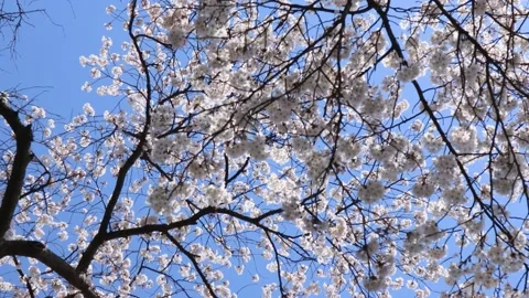 Looking up at the blue sky in full bloom 2 Stock Footage 237407921