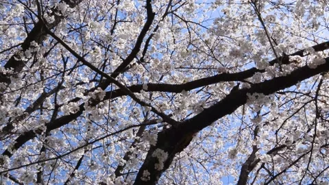 Looking up at the blue sky in full bloom Stock Footage 237407925
