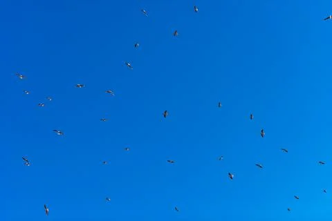 Looking up at blue sky with large group of seagulls flying in circles over fo Stock Photos