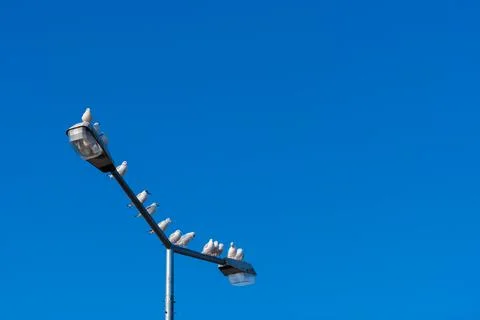 Looking up at blue sky with large group of seagulls sitting on street light Stock-Fotos