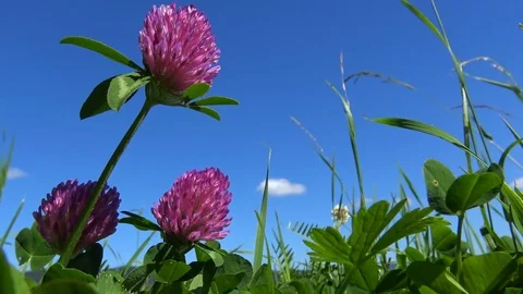 Looking up into blue sky lying in grass and red clover meadow Video stock 78161744