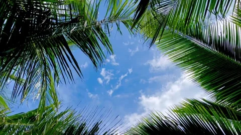 Looking Up at the Blue Sky Through Beautiful Green Palm Leaves Stock Footage 340256994