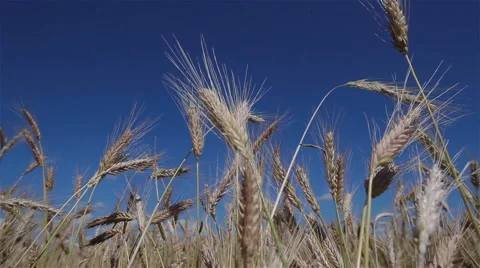 Looking up at the blue summer sky above golden wheat field. Pan shot Video stock 52993992