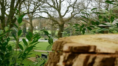 Looking on the blurred park behind a sawn tree trunk Stock Footage 105293016