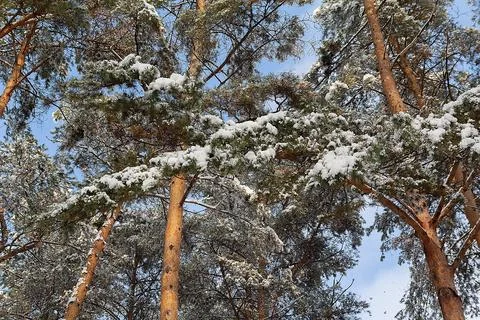 Looking up bottom up view pine trees crowns branches in winter woods Stock Photos