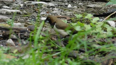 Looking for Branch Stock Footage 237454082