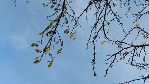 Looking up at the branches Stock Footage 258915406