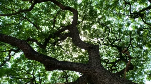Looking up branches, green leaf under the tree with flare sun light Stock Footage 198809829