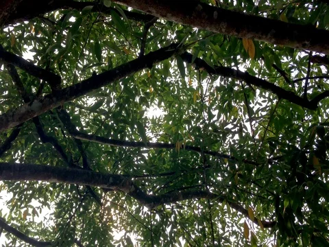 Looking up an branches of old tree in the park Видео 69864940