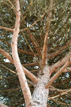 Looking up at the branches of a pine tree Stock Photos