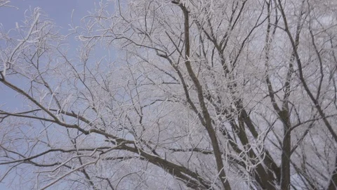 Looking up at branches in snow with blue sky at background Stock Footage 101017395